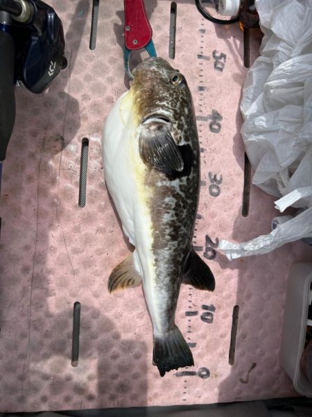 マイボートでノッコミ真鯛狙い!