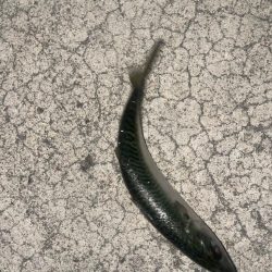 今日はメバルとサバ1匹づつ…