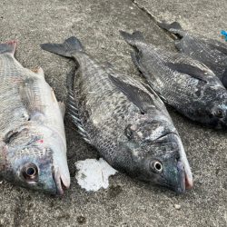 おチヌさん絶賛ノッコミ中！