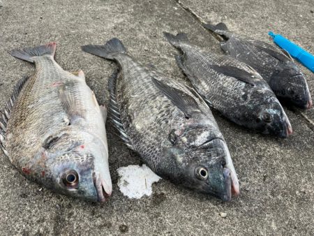 おチヌさん絶賛ノッコミ中！