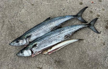 和歌山遠征でサワラ2本！