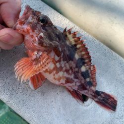 タイラバのつもりが…