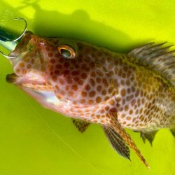 カヤックジギング