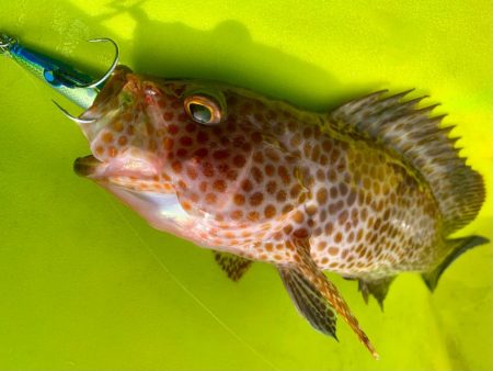 カヤックジギング