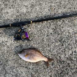 エビ撒きでハネ釣り