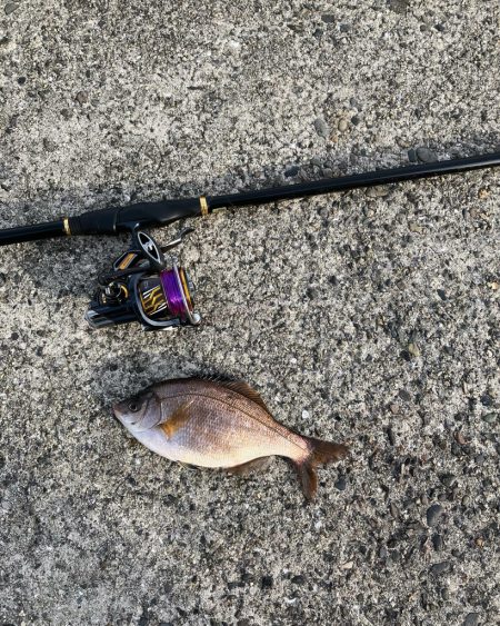 エビ撒きでハネ釣り