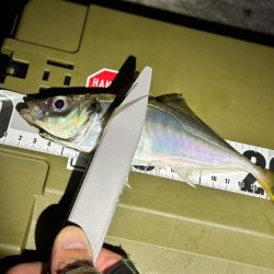 大阪湾アジング