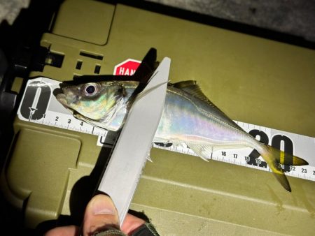 大阪湾アジング