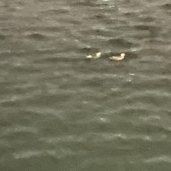 ジグ単de〜アジング久々に釣れました^ ^