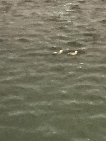 ジグ単de〜アジング久々に釣れました^ ^