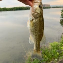 3匹の釣果です‼️