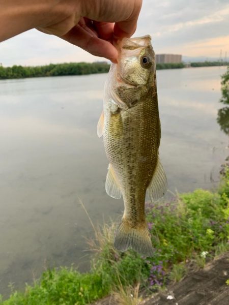 3匹の釣果です‼️