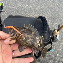 春のライトゲーム