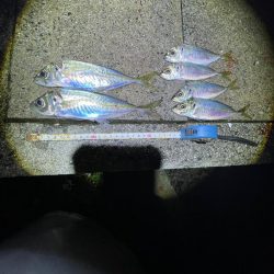 遠投サビキ‼️