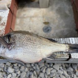 良型イサキにチヌ