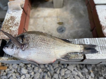 良型イサキにチヌ