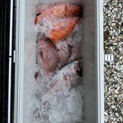 後半の釣果苦しむ