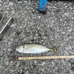 遠投サビキ二日目