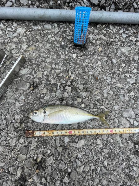 遠投サビキ二日目