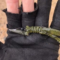 湾奥のチニング開幕確認