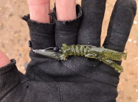 湾奥のチニング開幕確認