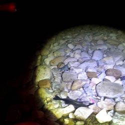 【シーバス】今年初。釣れた。。。