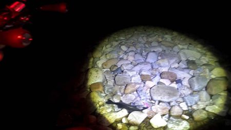 【シーバス】今年初。釣れた。。。