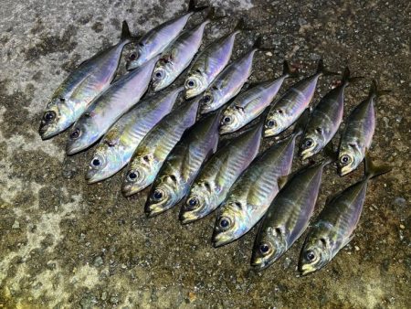 【姫路離島アジング】デイゲームが出来るほど…