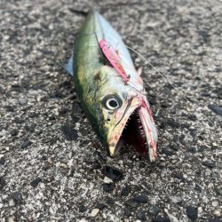 コウイカ狙いからのサゴシラッシュ！