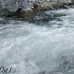 大増水の中、二桁釣果！