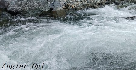 大増水の中、二桁釣果！