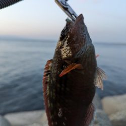 アジングにメバリングまじり