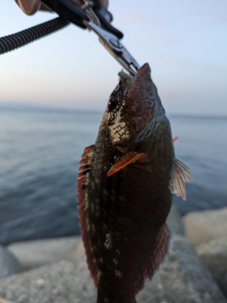 アジングにメバリングまじり