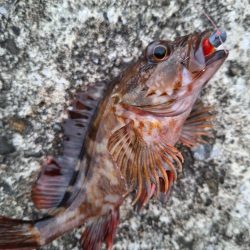 ロックフィッシュ釣り