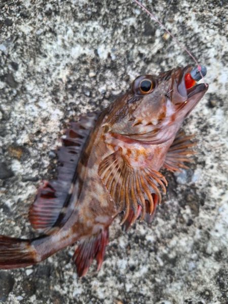 ロックフィッシュ釣り