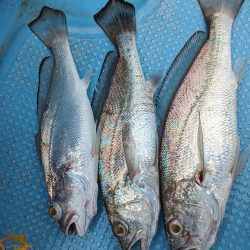 安定のクログチ