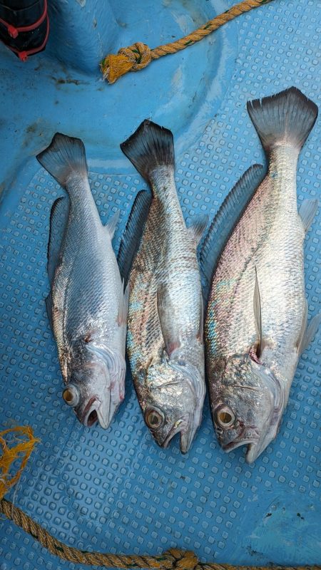 安定のクログチ