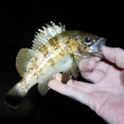 メバルプラッキング