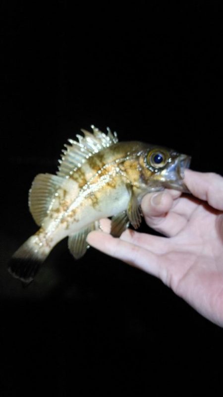 メバルプラッキング