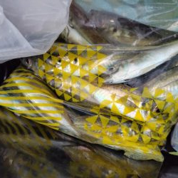 狙って釣れると嬉し！