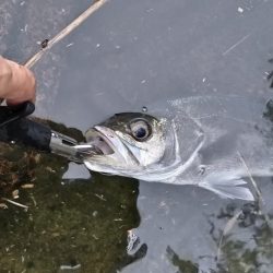 シーバス釣れました!