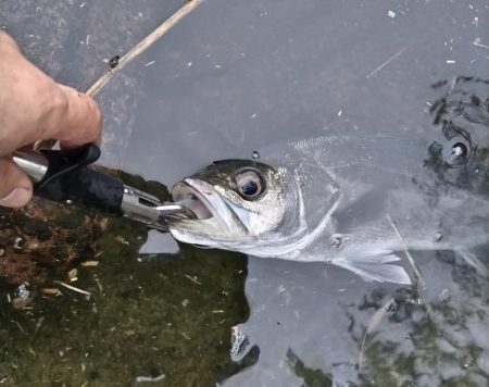 シーバス釣れました!