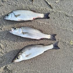 ヒラセイゴ釣れました!