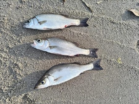 ヒラセイゴ釣れました!