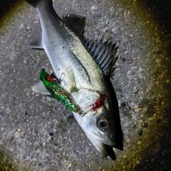 シーバス70cmと25cm