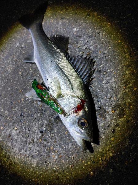 シーバス70cmと25cm