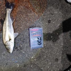 フッコ出ました