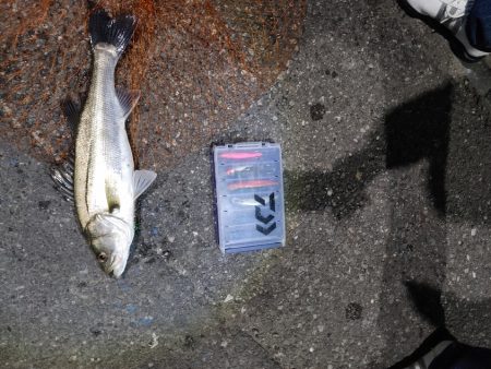 フッコ出ました