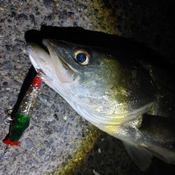 フッコ45cmセイゴ25cm