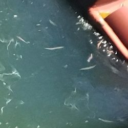 ヒラスズキ75cm(自己記録)(^^)